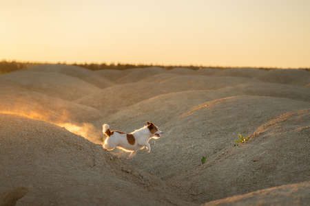 dog on a sandy quarry at sunset. Jack Russell Terrier on hills of sand.の写真素材