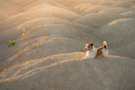 dog on a sandy quarry at sunset. Jack Russell Terrier on hills of sand.の写真素材