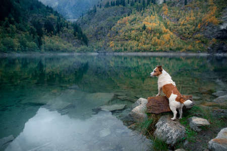 dog at a mountain lake in autumn. Traveling with a pet. Jack Russell Terrier on nature backgroundの写真素材