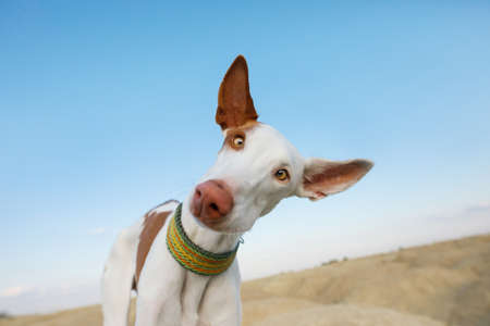 happy dog portrait, wide angle. funny Graceful Ibizan greyhound on a sky background.の写真素材