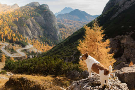 dog in the autumn mountains . Jack Russell Terrier in dolomites Alps. Italian landscape. Hiking with a petの写真素材