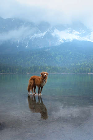 dog on a mountain lake . Nova Scotia Duck Tolling Retriever in water. travel with a petの写真素材