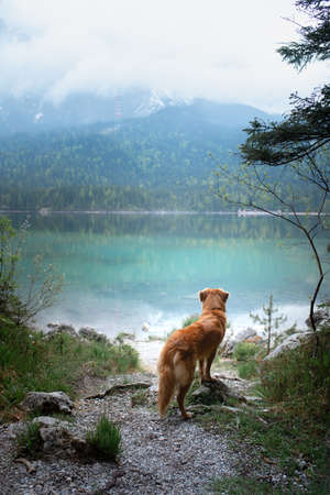 dog on a mountain lake . Nova Scotia Duck Tolling Retriever in water. travel with a pet