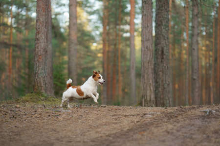 red and white dog runs in a pine forest. little active jack russell plays in nature.の写真素材