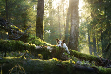 dog in the forest. Jack Russell Terrier put paws and head on a log. . Pet walk on nature