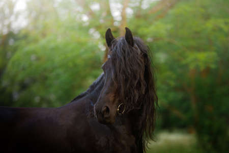 horse at sunset. beautiful Black frieze on the field in the sun.の写真素材