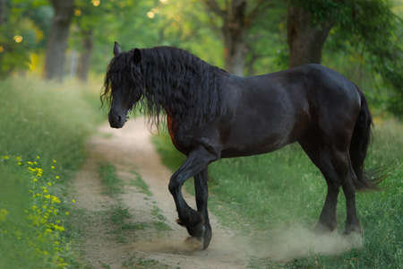 horse at sunset. beautiful Black frieze on the field in the sun.