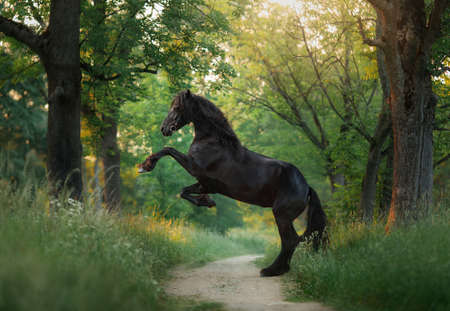 horse at sunset. beautiful Black frieze on the field in the sun.