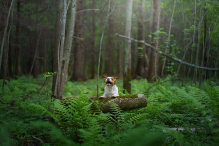 dog in the fern. Jack russell terrier hiding behind the leaves. Tropics wood. pet in nature.の写真素材