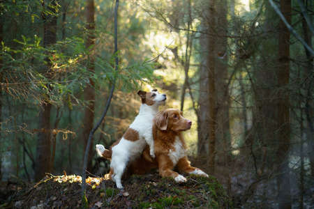 two dogs together in the forest. Nova Scotia Duck Tolling Retriever Jack Russell Terrier in nature. Pet friendship.の写真素材