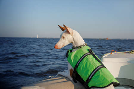 dog in a life jacket in a boat. Ibizan greyhound sea voyage. Pet at travelの写真素材