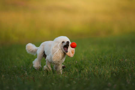 The dog jumps with a toy. small white poodle plays with a ball. Active petの写真素材