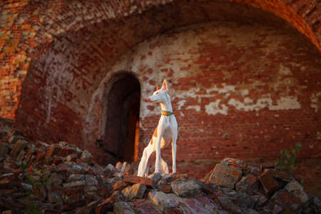 dog at the ruins. Pet on the background of old architecture. Ibizan greyhoundの写真素材