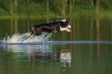 dog jumps into the water. An active pet on the lake. Tricolor australian shepherdの写真素材
