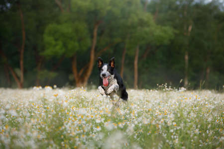 dog jumps in a field of daisies. happy Border collie in nature.