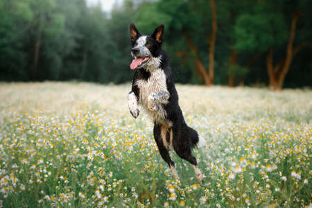 dog jumps in a field of daisies. happy Border collie in nature.