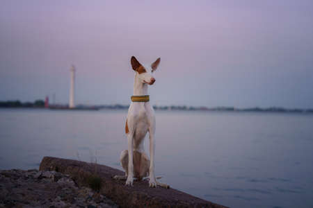 dog at sunset by the sea. Ibizan greyhound in nature. Romantic pet by the water