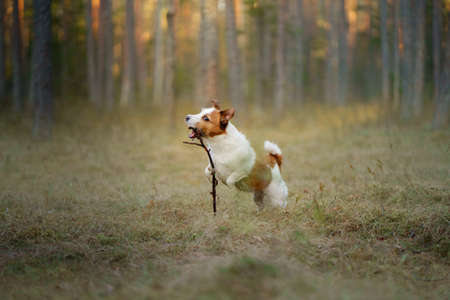 red and white dog runs. little active jack russell plays in nature.