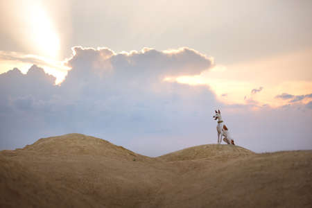 dog portrait against the sunset sky. Graceful Ibizan greyhound. Pet in nature.の写真素材