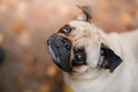 dog in autumn in nature. Little pug in the park.の写真素材