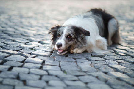 nice dog in the city. Marble border collie lies on the asphalt.の写真素材