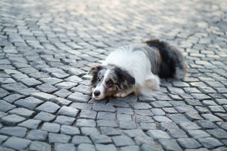 nice dog in the city. Marble border collie lies on the asphalt.の写真素材