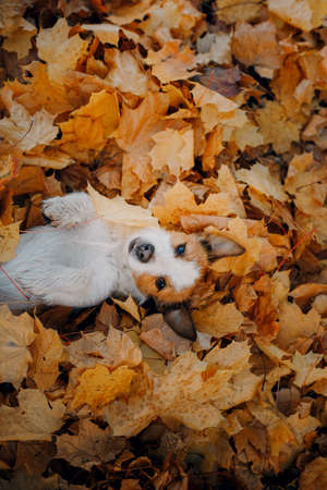 dog in yellow leaves. Happy jack russell terrier in nature in autumn parkの写真素材