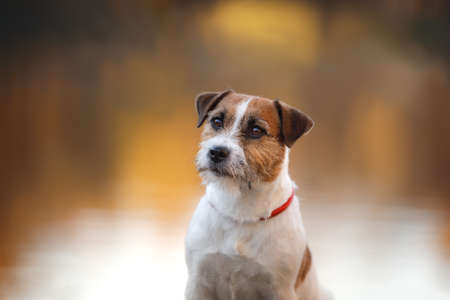 dog in yellow leaves. Happy jack russell terrier in nature in autumn park.の写真素材