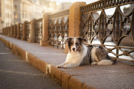 nice dog in the city. Marble border collie lies on the curb against the background of the old...