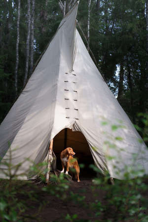 dog in the forest on the background of the wigwam. Camping with a pet. Nova Scotia Duck Tolling...