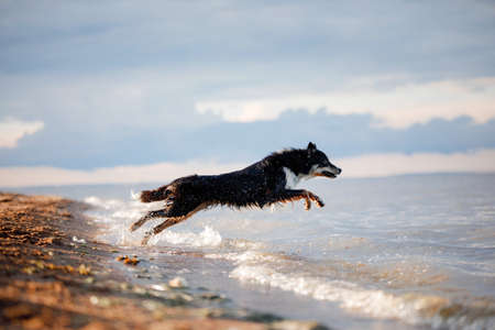 dog jumps into the water. Border collie playing on the beachの写真素材