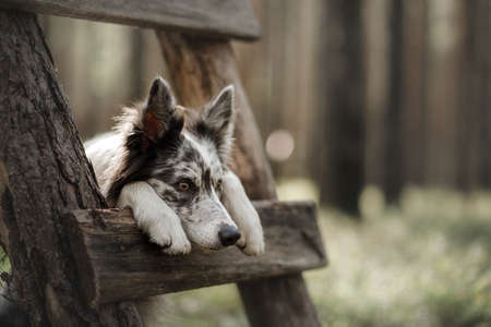 Dog in the forest. funny marble border collie in natureの写真素材