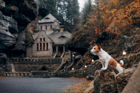 dog on the background of the old building. little Jack Russell Terrier in the autumn on the natureの写真素材