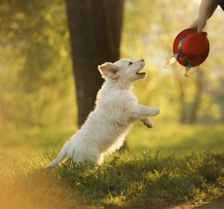 golden retriever puppy on the grass. happy dog walking in the park.