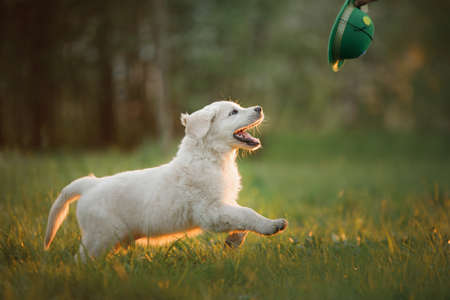 golden retriever puppy on the grass. happy dog walking in the park.の写真素材
