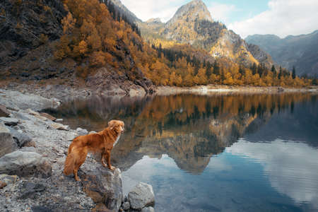 dog at a mountain lake in autumn. Traveling with a pet. red Nova Scotia Duck Tolling Retriever on...