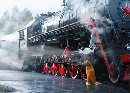 Traveling with the dog. red Nova Scotia Duck Tolling Retriever next to retro train.