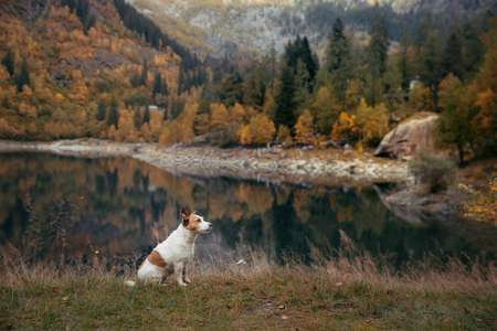 dog at mountain lake in autumn. Travel with Jack Russell Terrier to nature. Tracking with a petの写真素材