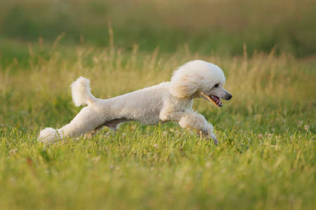 The dog runs with a toy. small white poodle playing on grassの写真素材