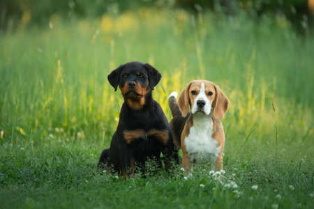 two puppies are playing on the grass. Dogs run in the park. Rottweiler and Beagle on natureの写真素材