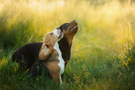 two puppies are playing on the grass. Dogs run in the park. Rottweiler and Beagle on nature