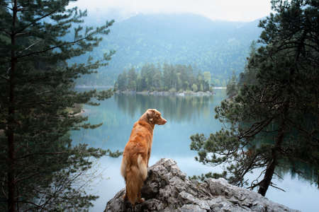 dog Nova Scotia Duck Tolling Retriever at Mountain Lake . Morning landscape with a petの写真素材