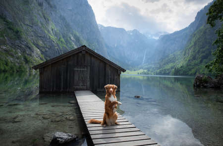 dog on a mountain lake near the boat station. Nova Scotia Duck Tolling Retriever in natureの写真素材