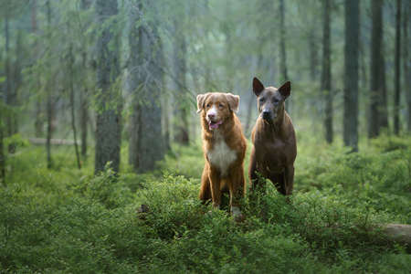 two dogs in the forest. Relationships, friendship. Thai Ridgeback and Nova Scotia Duck Tolling...