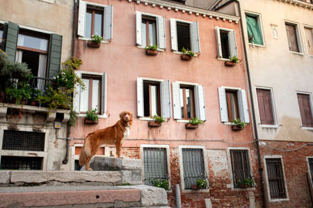 dog in venice on the bridge. Nova Scotia Duck Tolling Retriever in the old townの写真素材