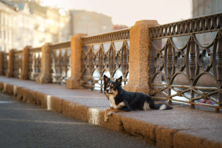 nice dog in the city. border collie l the background of the old townの写真素材