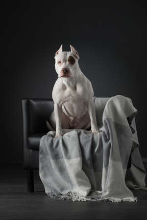 portrait of a dog on a black background. American pit bull terrier sitting on a chairの写真素材