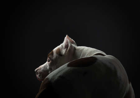 portrait of a dog on a black background. American pit bull terrier. Beautiful pet in studioの写真素材