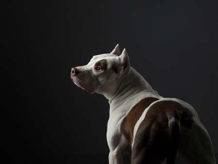 portrait of a dog on a black background. American pit bull terrier. Beautiful pet in studioの写真素材
