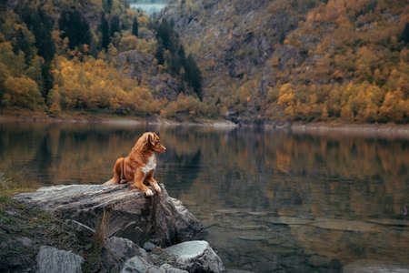 dog at a mountain lake in autumn. Traveling with a pet. red Nova Scotia Duck Tolling Retriever on nature backgroundの写真素材